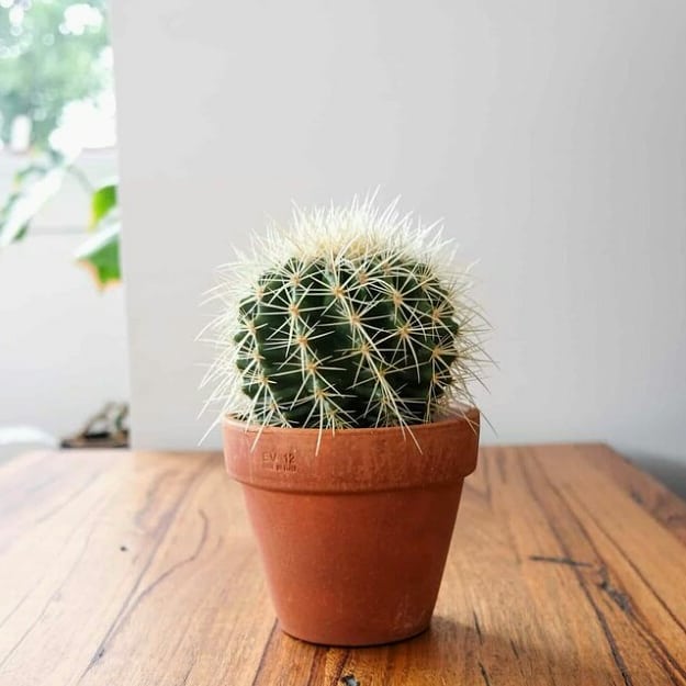 Succulents